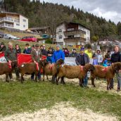 Schafausstellung Tiroler Bergschaf  (40)